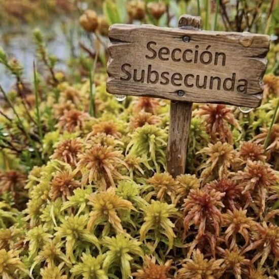 Sección Subsecunda