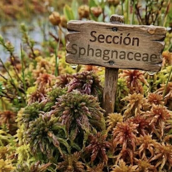 Sección Sphagnaceae