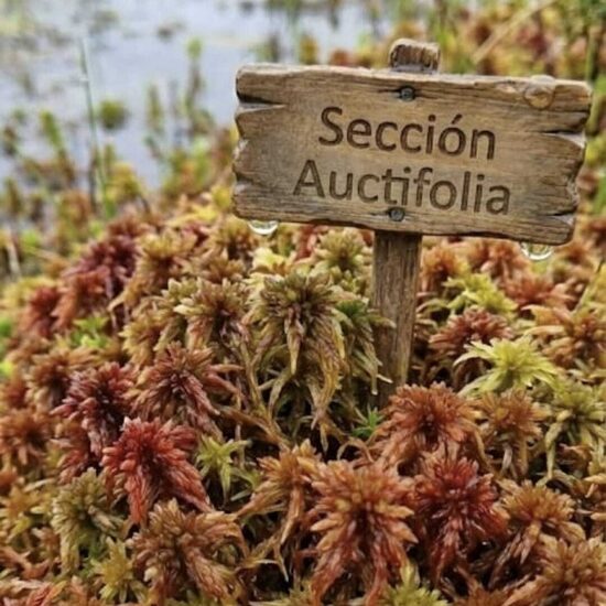 Sección Acutifolia