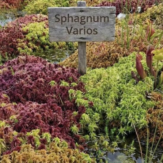 Sphagnum varios