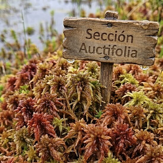 Section Acutifolia