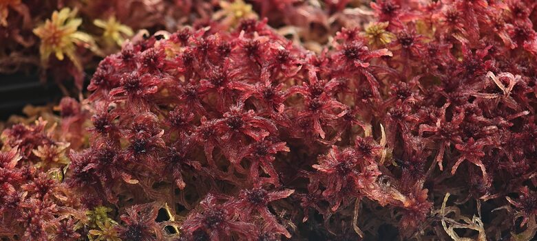 Sphagnum Capillifolium
