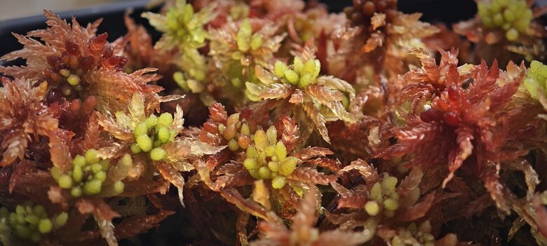 Sphagnum Magellanicum