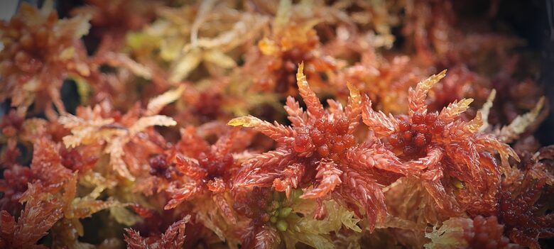 Sphagnum Medium