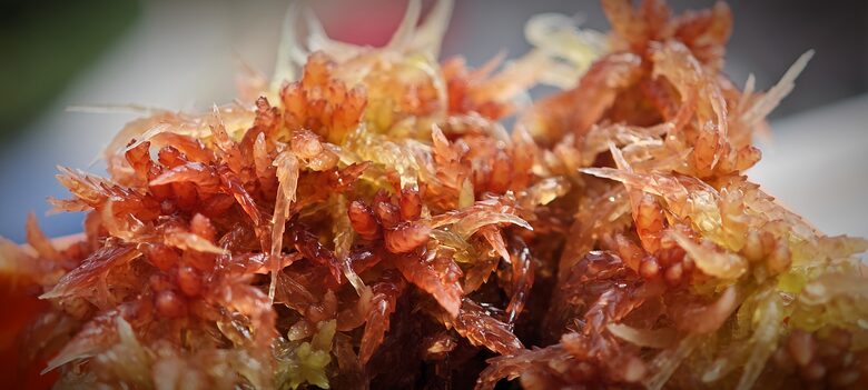 Sphagnum Magellanicum Spp. Grandidente 