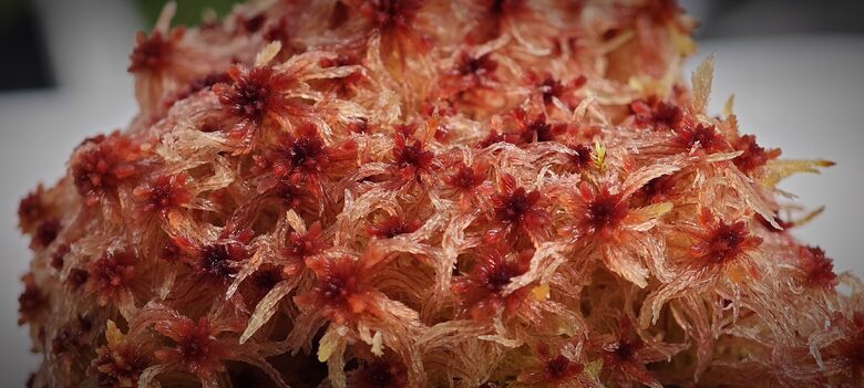 Sphagnum Rubellum