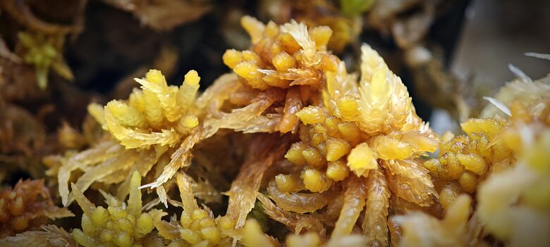 Sphagnum Perichaetiale var. Tabuleirense