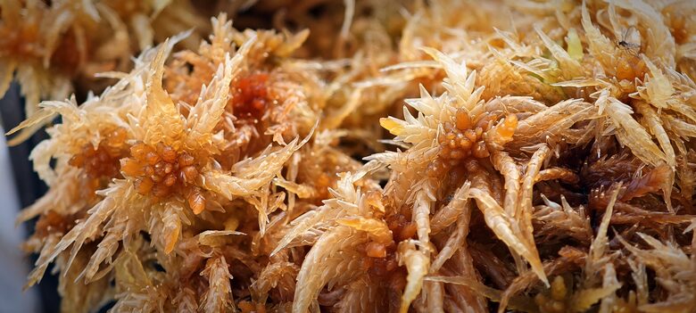 Sphagnum Perichaetiale 