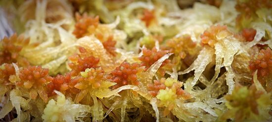 Sphagnum Palustre