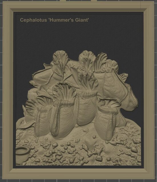 Carnivous Collection: Cephalotus Follicularis (Hummer Giant)