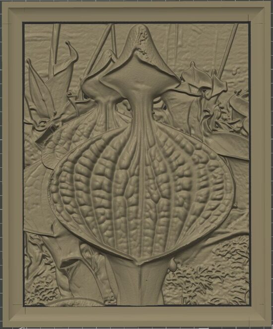 Carnívora Collection: Heliamphora Macdonaldae 