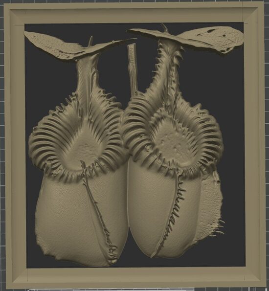 Carnívora Collection: Nephentes Villosa duo