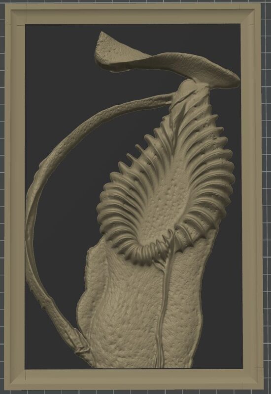 Carnivous Collection: Nepenthes Diabólica