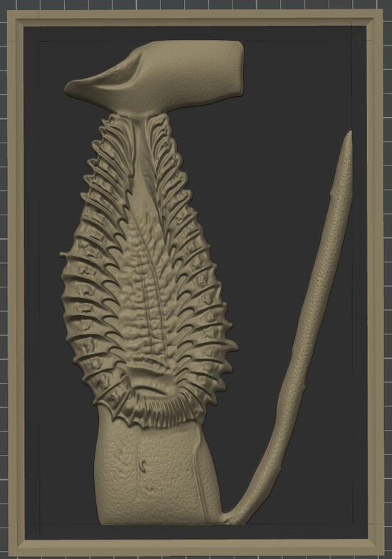 Carnivous Collection: Nepenthes Macrophylla