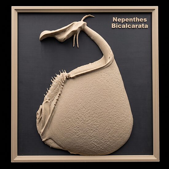 Carnívora Collection: Nephentes Bicalcarata