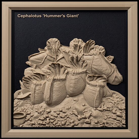 Carnivous Collection: Cephalotus Follicularis (Hummer Giant)
