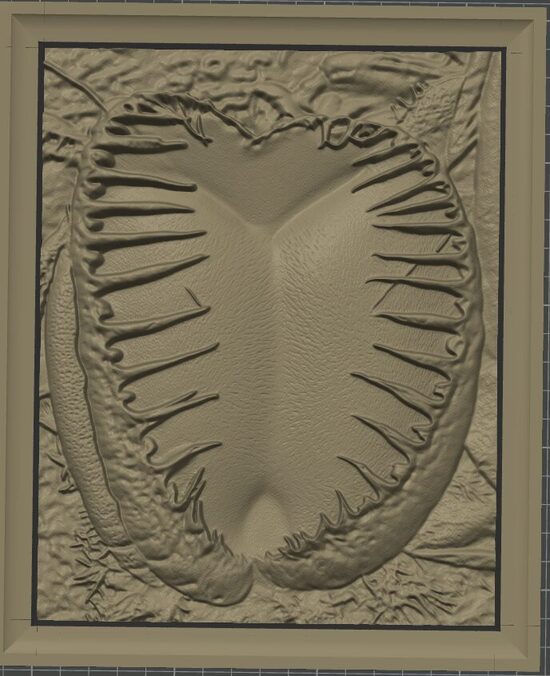 Carnívora Collection: Dionaea Maratchi