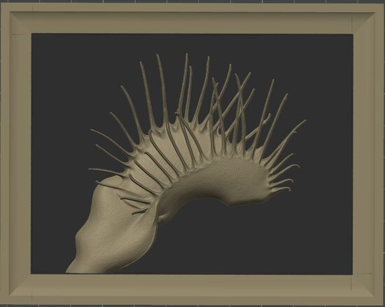 Carnívora Collection: Dionaea Phalanx