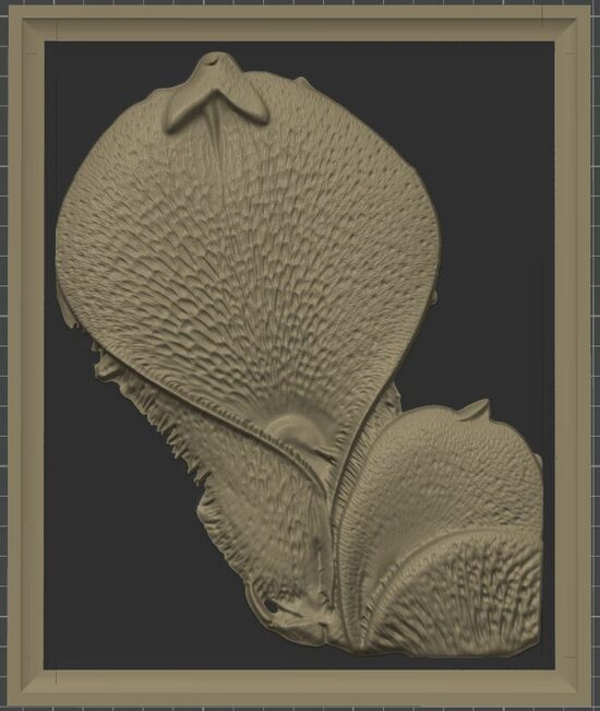 Carnívora Collection: Heliamphora Pilosa