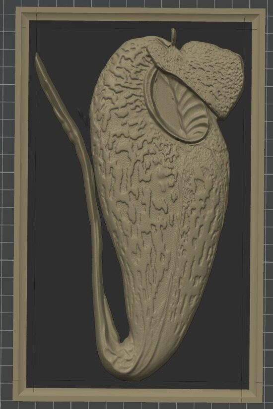 Carnívora Collection: Nephentes Aristolochioides