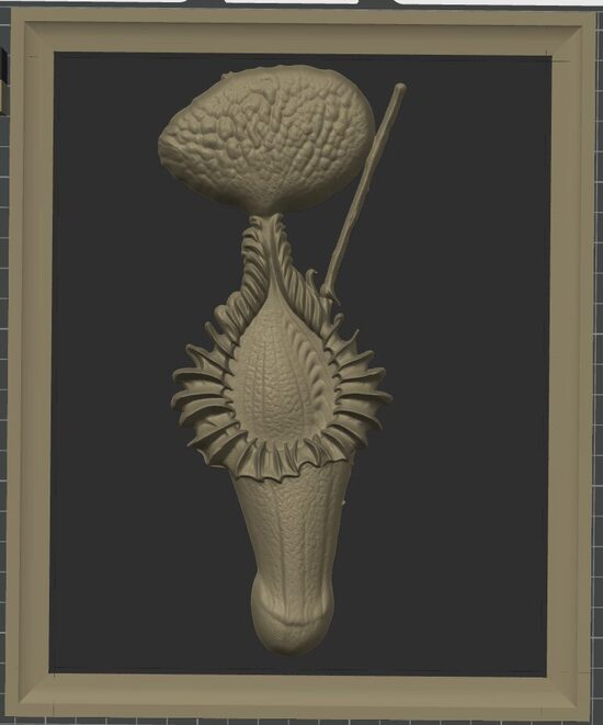 Carnívora Collection: Nephentes Edwardsiana