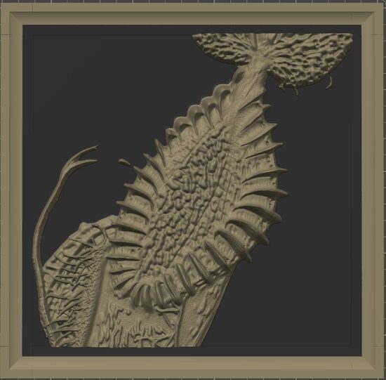 Carnívora Collection: Nephentes Hamata