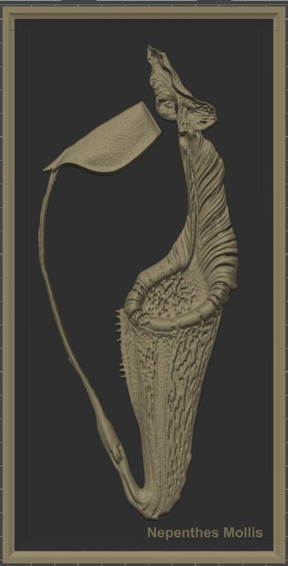 Carnívora Collection: Nepenthes Mollis