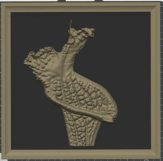 Carnívora Collection: Sarracenia leucophylla