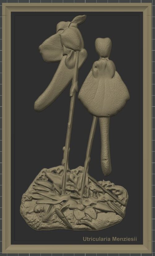 Carnívora Collection: Utricularia Menziesii