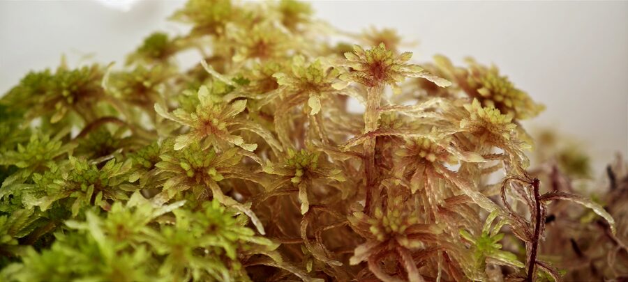 Sphagnum Russowii