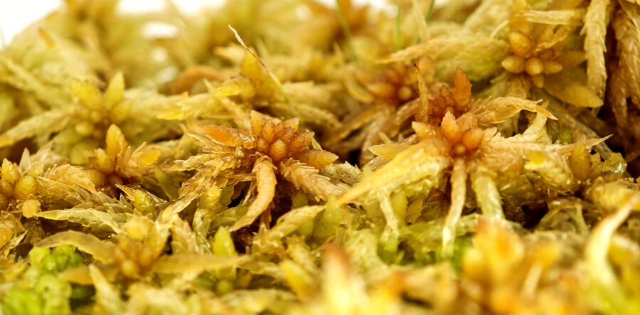 Sphagnum Palustre