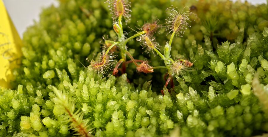 Sphagnum compactum