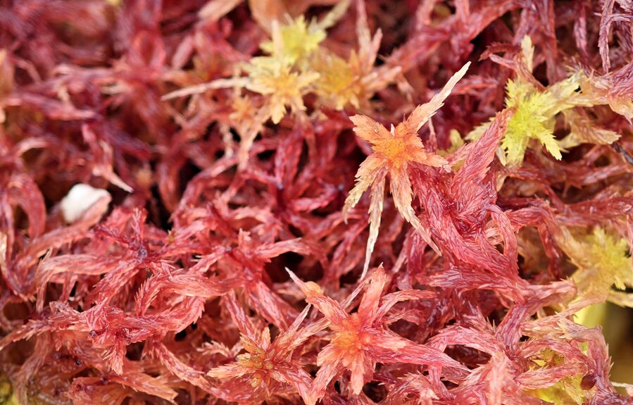 Sphagnum Subniten