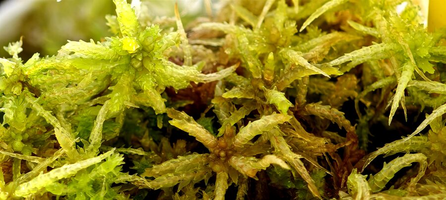 Sphagnum Perichaetiale