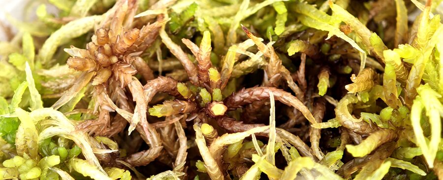 Sphagnum Magellanicum Spp. Grandidente 