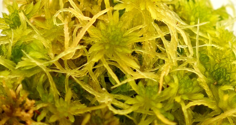 Sphagnum Pulchrum