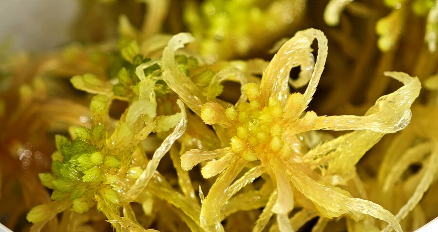 Sphagnum Subsecundum