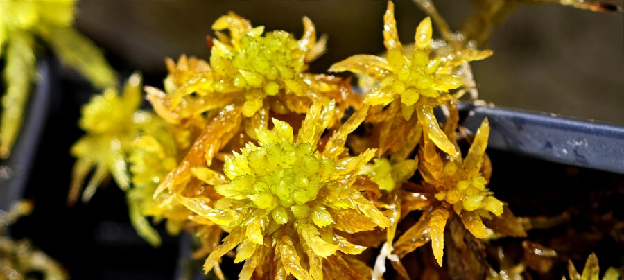 Sphagnum Inundatum