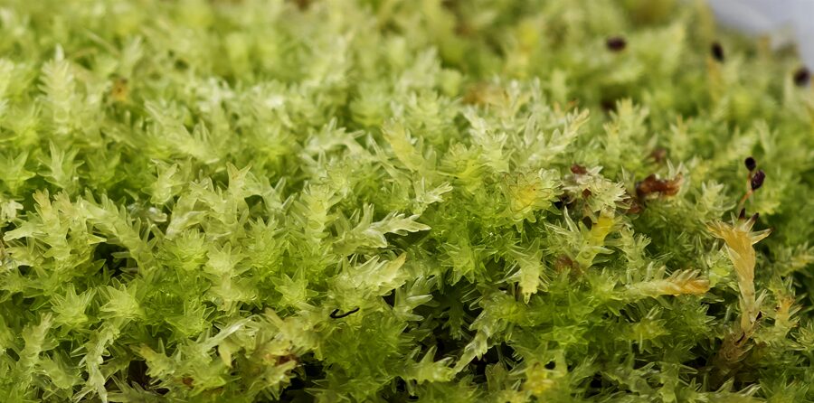 Sphagnum Strictum