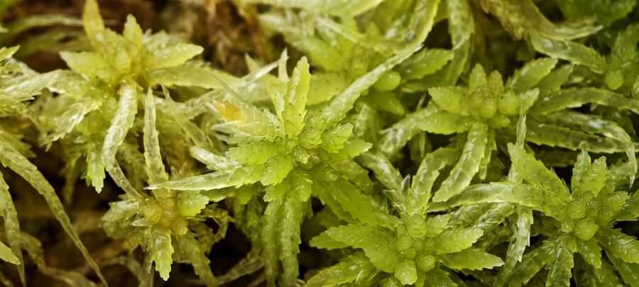 Sphagnum Papillosum