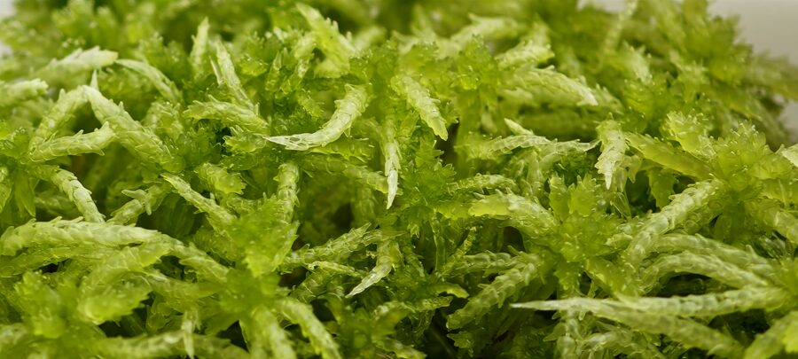 Sphagnum Centrale