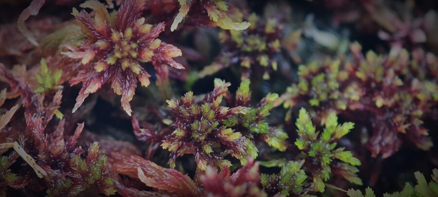 Sphagnum Rubellum