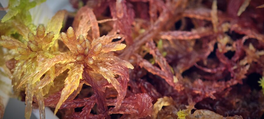 Sphagnum Medium