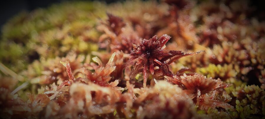 Sphagnum Capillifolium