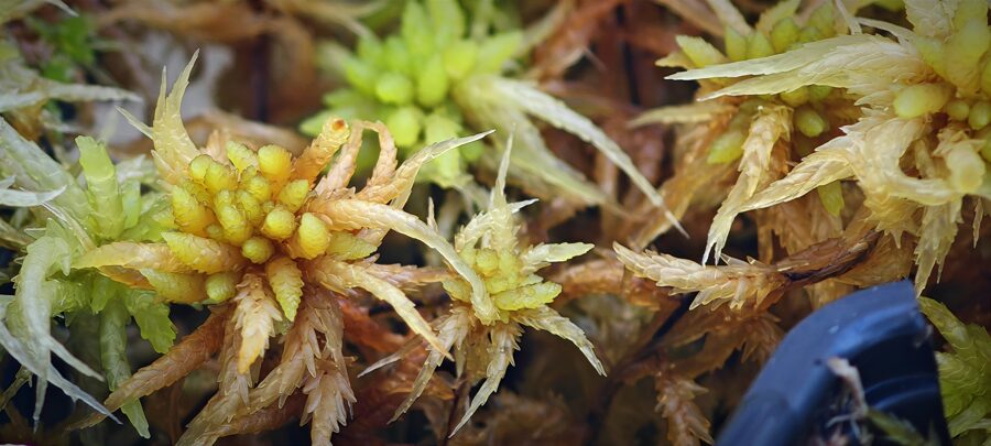 Sphagnum Perichaetiale var. Tabuleirense