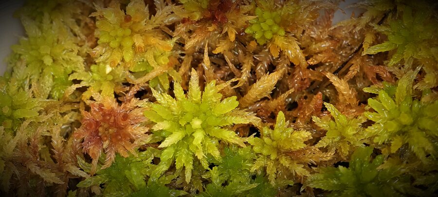 Sphagnum Magellanicum