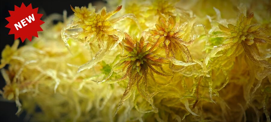 Sphagnum Quinquefarium 