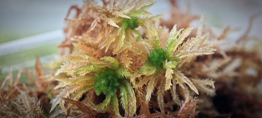 Sphagnum Squarrosum
