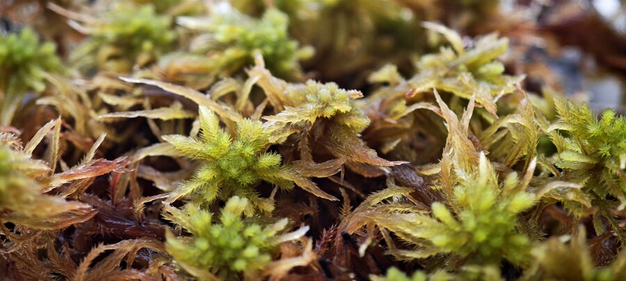 Sphagnum wulfianum