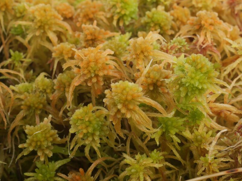 Sphagnum Angustifolium